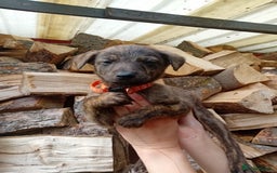 Lurcher dogs for sale:  READY NOW. Adorable lurcher puppy's  - Image 7