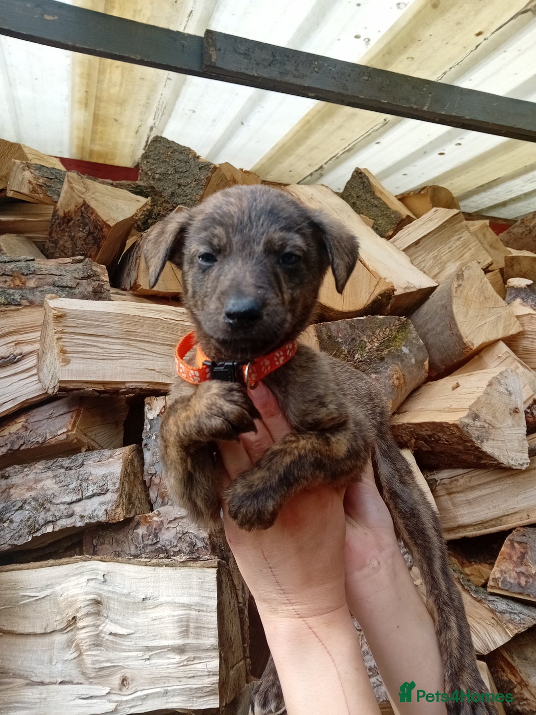 Lurcher dogs for sale:  READY NOW. Adorable lurcher puppy's  - Image 7