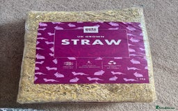 Hamster rodents for sale: Friendly dwarf hamster - 12 weeks old  - Image 7