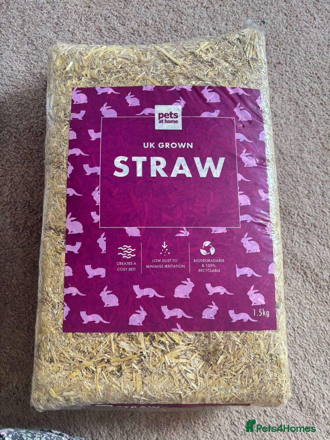 Hamster rodents for sale: Friendly dwarf hamster - 12 weeks old  - Image 7