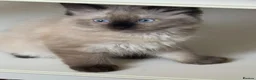 Ragdoll cats for sale: Ragdoll kitten  - Advert 4