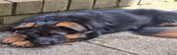 German Shepherd dogs for sale: Beautiful German shepherd puppies 1 left - Advert 7