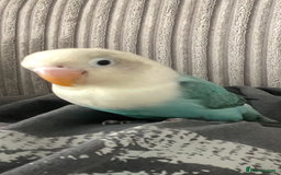 Lovebirds birds for sale: Blue Opaline female lovebird - Image 2