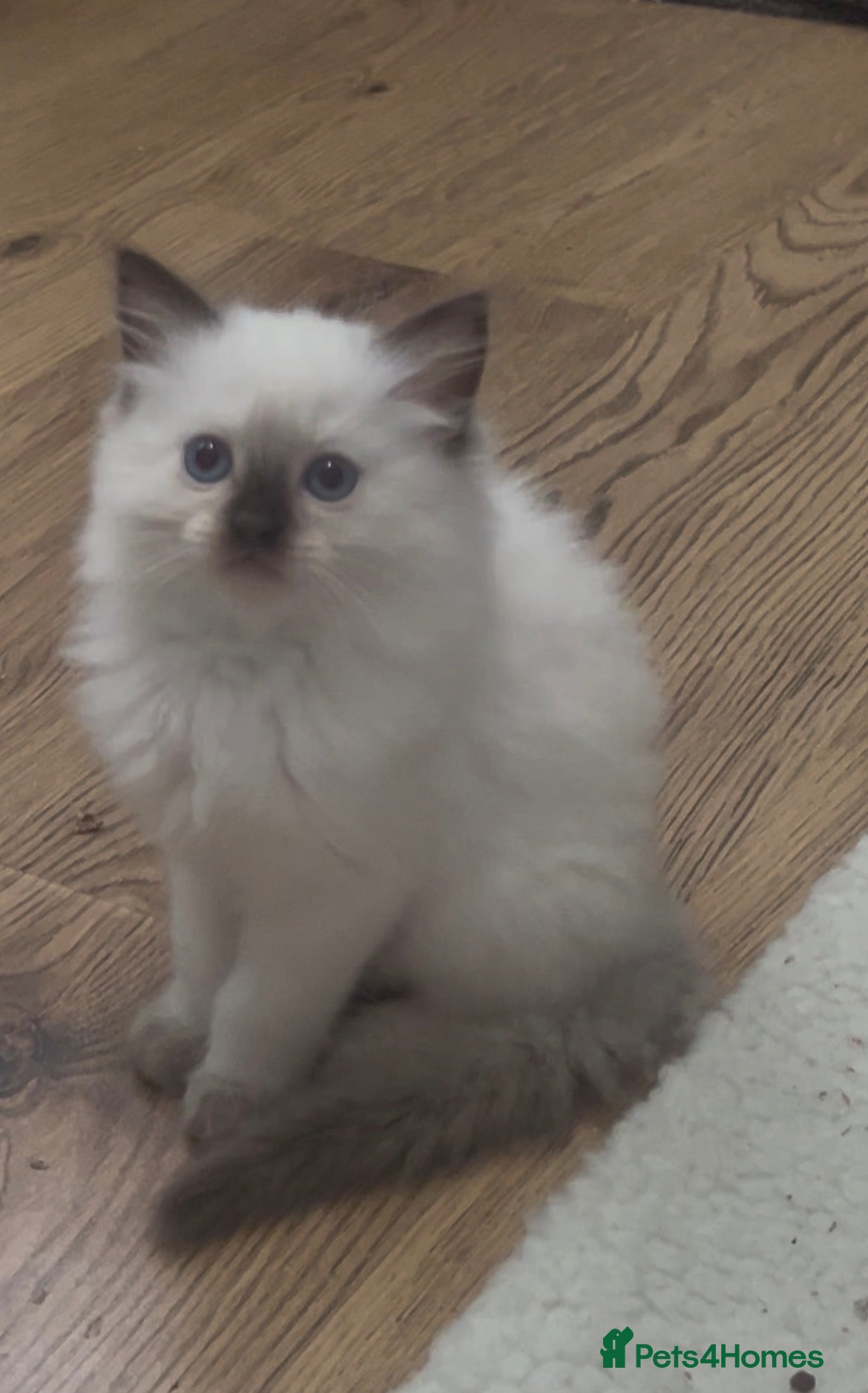 Ragdoll cats Beautiful female Ragdolls  - Advert 2