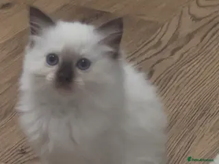 Ragdoll cats Beautiful female Ragdolls - Advert 2