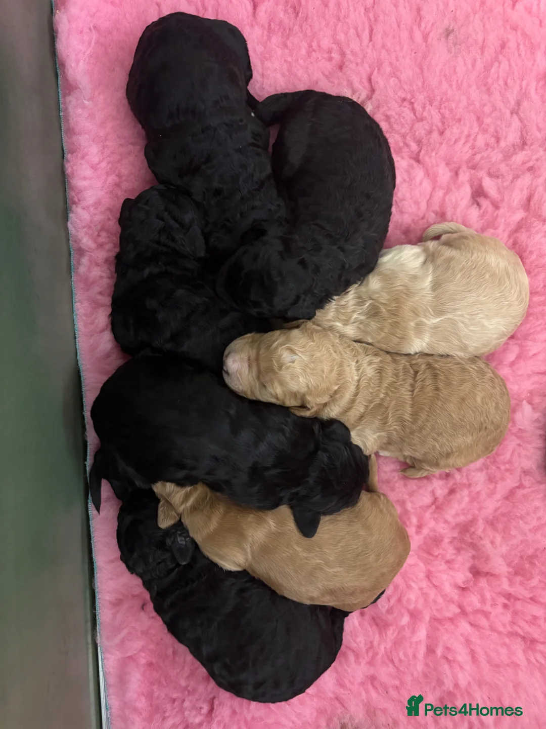 Goldendoodle dogs for sale: Beautiful Goldendoodles - Advert 1