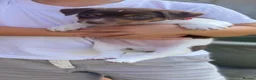 Jack Russell dogs for stud: Jack Russell active KC registered stud - Advert 5