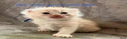 Maine Coon cats for sale: Stunning Maine Coon kittens in Droitwich - Advert 12