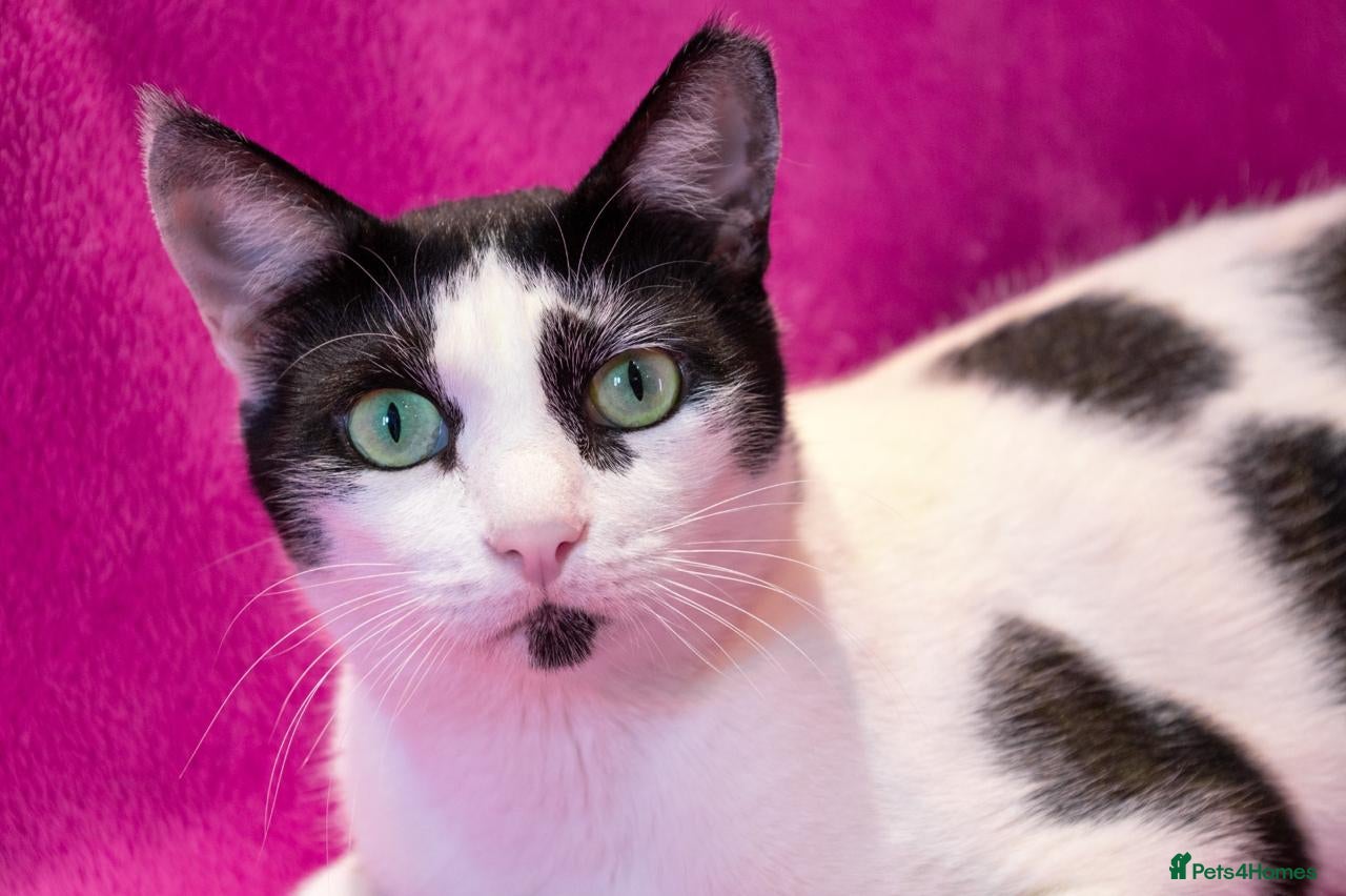 Mixed Breed cats 👑 Queen – Indoor Chatty Little Lady - Advert 5