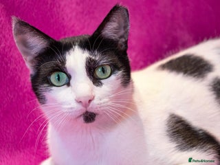 Mixed Breed cats 👑 Queen – Indoor Chatty Little Lady - Advert 6