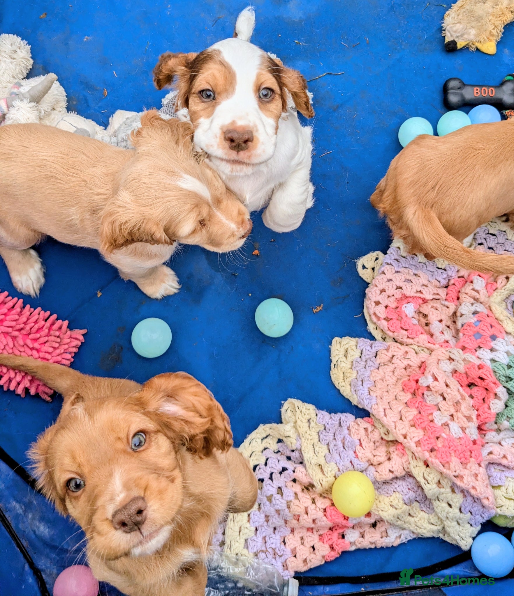 Cocker Spaniel dogs Beautiful KC Registered Cocker Spaniels 2 - Advert 2