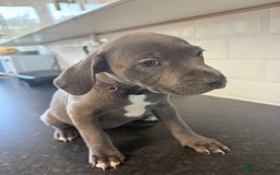 Staffordshire Bull Terrier dogs for sale: Last puppy needing a new home… - Image 2