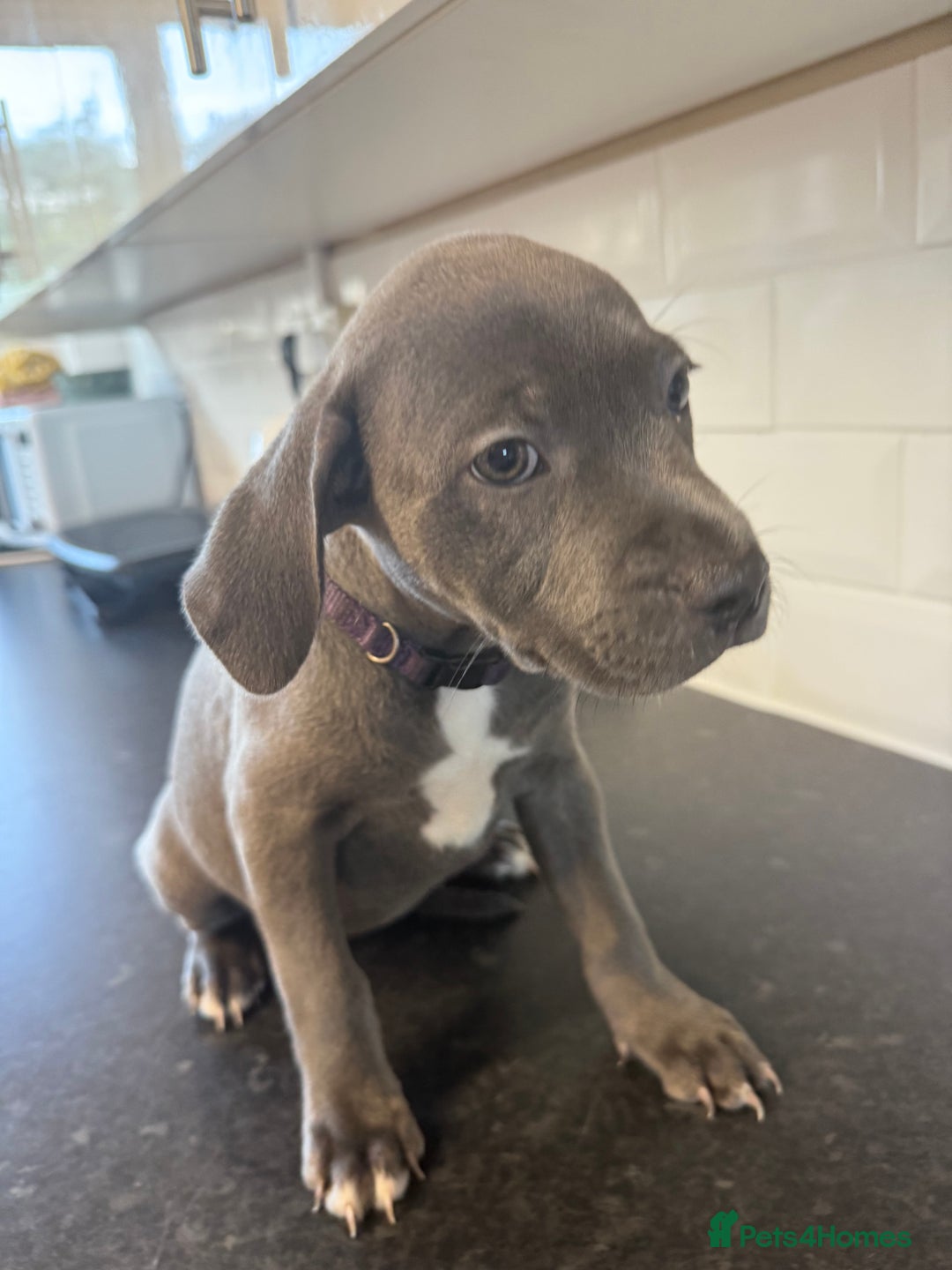Staffordshire Bull Terrier dogs for sale: Last puppy needing a new home… - Image 2