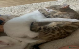 Mixed Breed cats for sale: Adorable Kittens ready for their new forever home  - Image 2