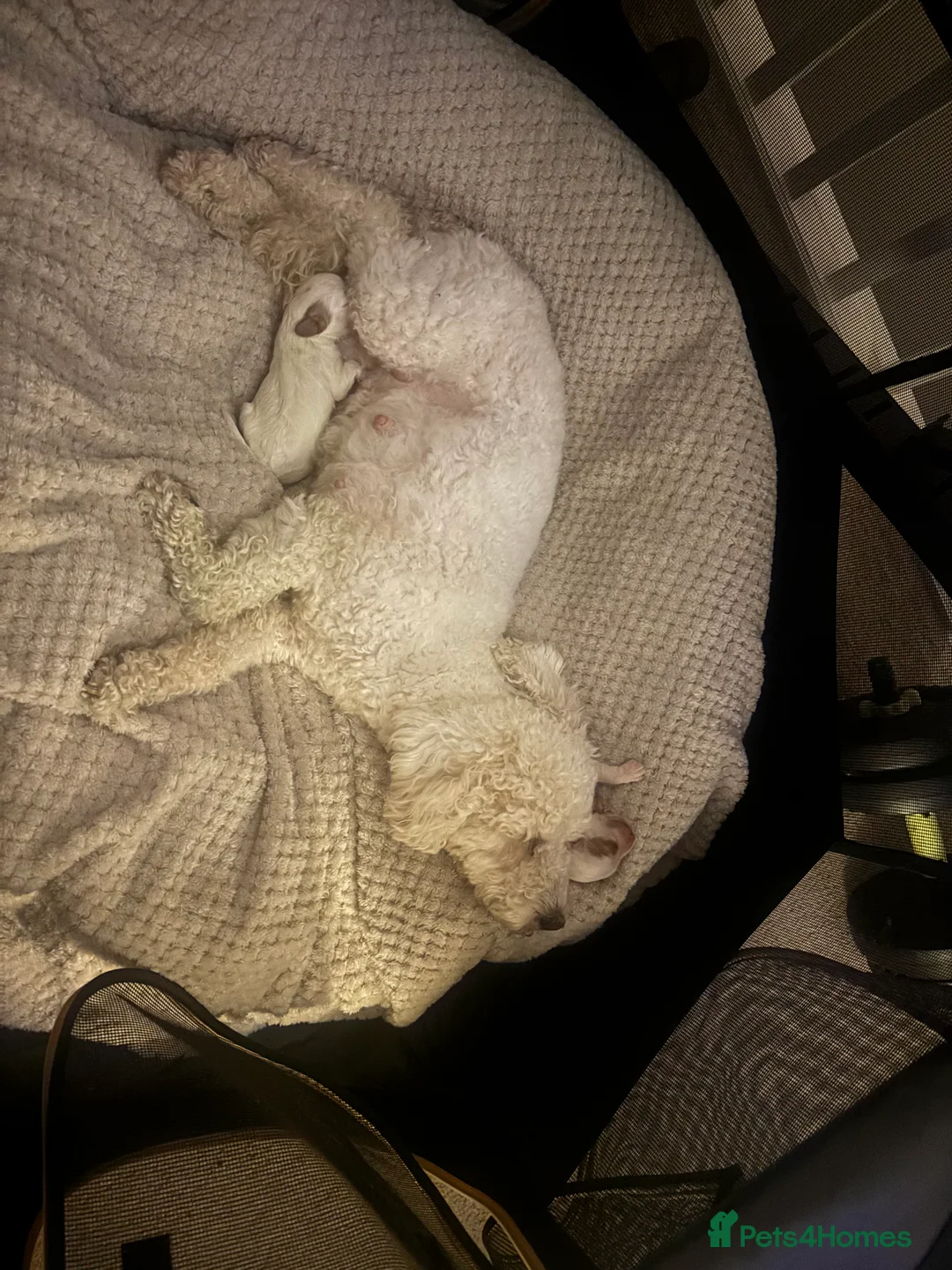 Mixed Breed dogs for sale: 2 cavapoo puppies for sale - Advert 6