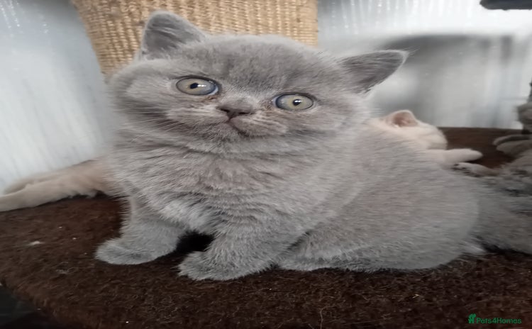 British Shorthair cats - Advert 4