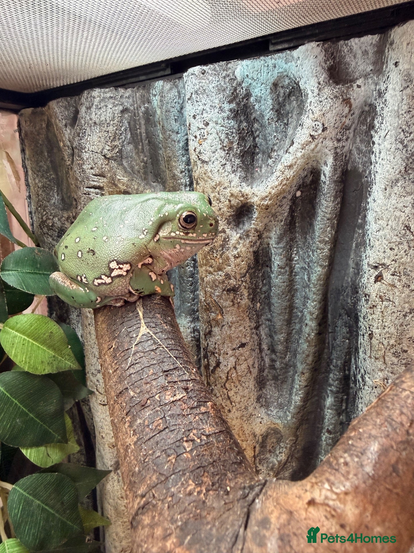 Frog reptiles White tree frog for sale - Advert 2