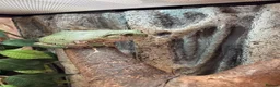 Frog reptiles for sale: White tree frog for sale in Manchester - Advert 1