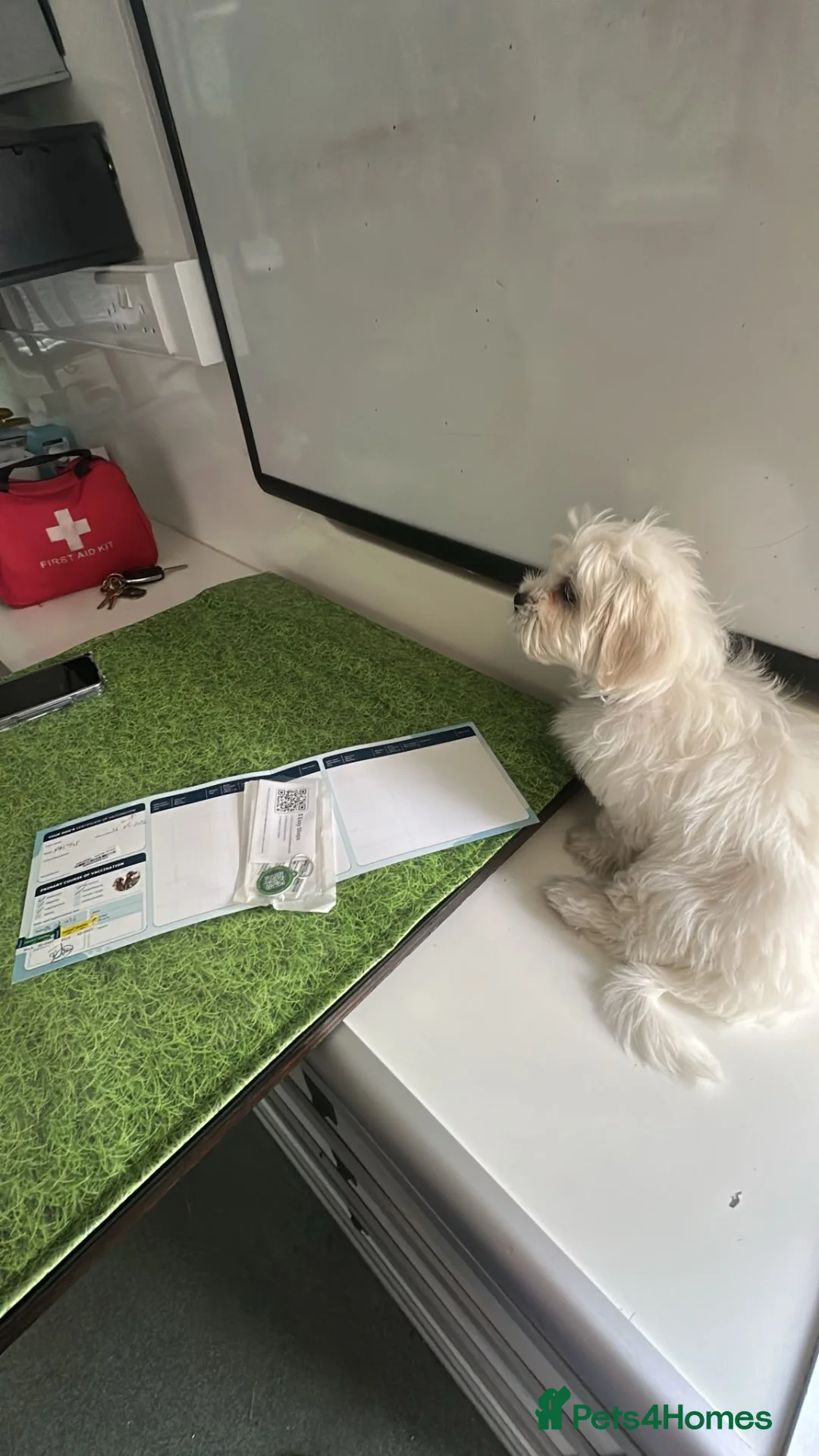Maltese dogs for sale: Maltese puppy for sale  in Lutterworth - Advert 2