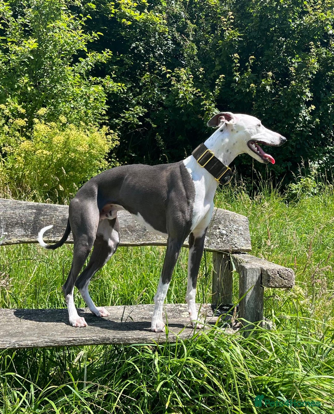 Whippet dogs for stud: Whippet For Stud in Eastbourne - Advert 13
