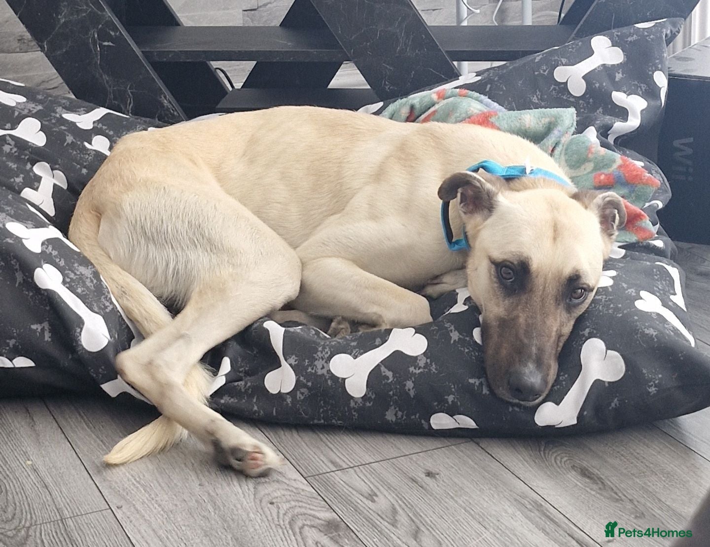 Mixed Breed dogs Lurcher x deerhound - Advert 1