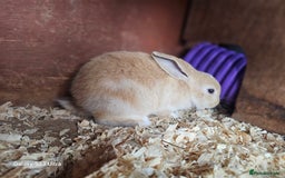 Mini Lop rabbits for sale: Beautiful mix litter very friendly bunnys - Image 10