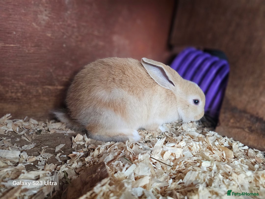 Mini Lop rabbits for sale: Beautiful mix litter very friendly bunnys - Image 10