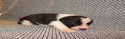 Border Collie dogs for sale: Full Breed Border Collie Puppies in Congleton - Advert 13