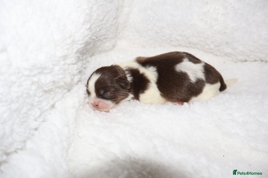 Shih Tzu dogs for sale: ✨ULTIMATE DNA Imperial’s now available✨ - Advert 8