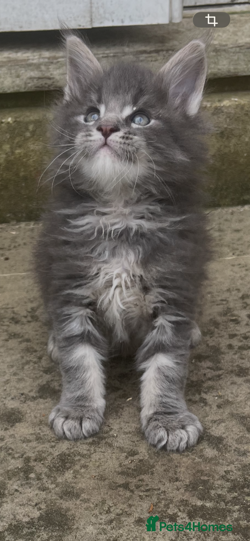 Maine Coon cats Pure breed Maine Coon silver kitten - Advert 13