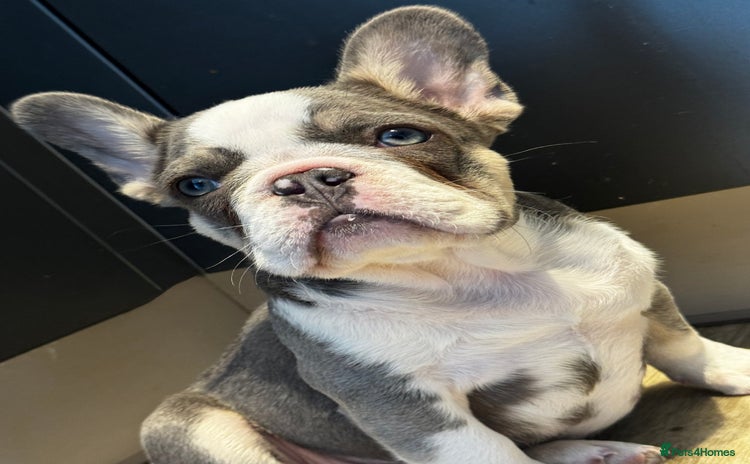 French Bulldog dogs - Advert 4