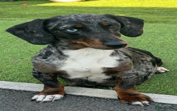 Dachshund dogs for sale: Dachshund bitch - Image 1