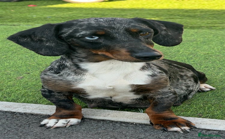 Dachshund dogs - Advert 14