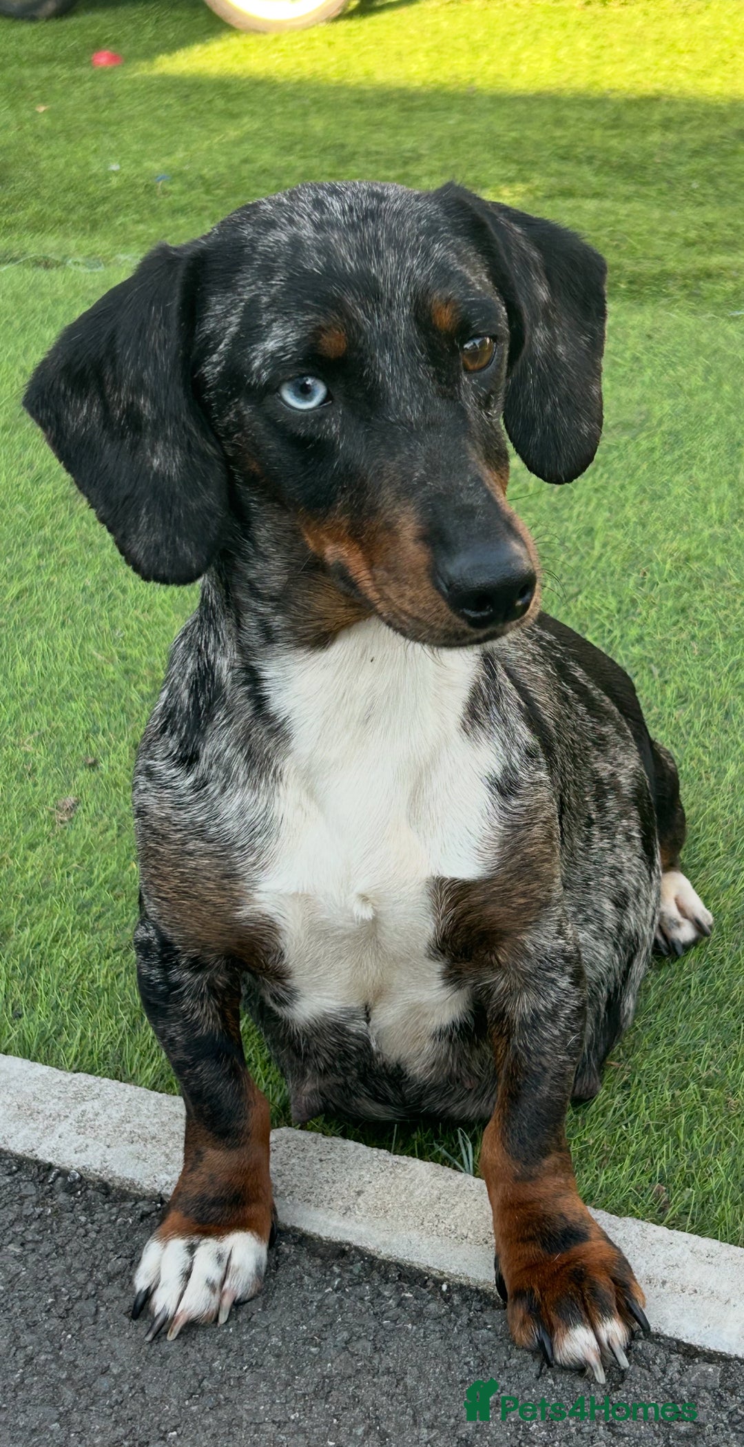 Dachshund dogs for sale: Dachshund bitch - Image 1