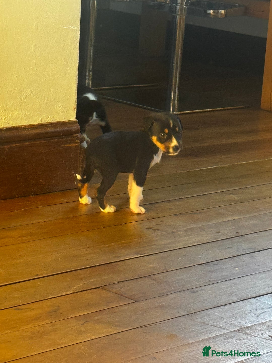 Mixed Breed dogs for sale: Pups for sale  - Advert 17