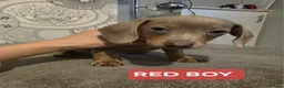 Miniature Dachshund dogs for sale: (LAST 2 PRICE REDUCED £900!) KC Reg Mini Dachshund - Advert 8