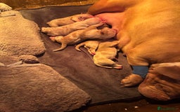 American Bully dogs for sale: ABKC REGISTERED Pocket Exotic/Extreme Bully PUPS! - Image 2