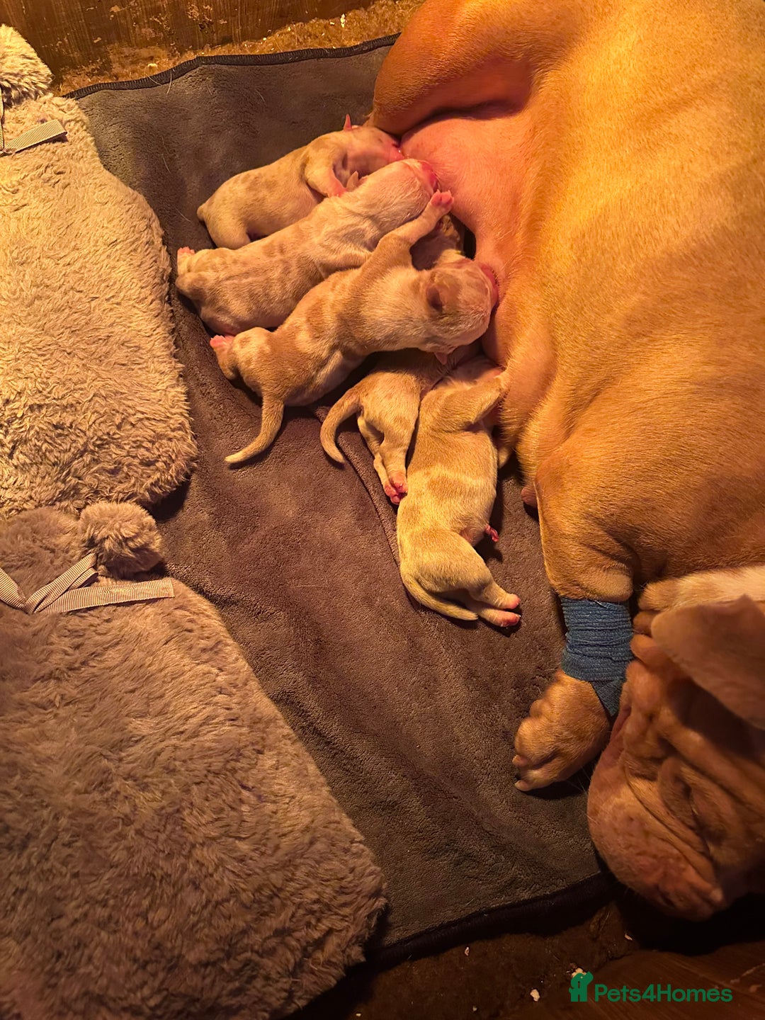 American Bully dogs for sale: ABKC REGISTERED Pocket Exotic/Extreme Bully PUPS! - Image 2