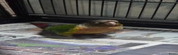 Conures birds for sale: Pineapple conure   - Advert 1
