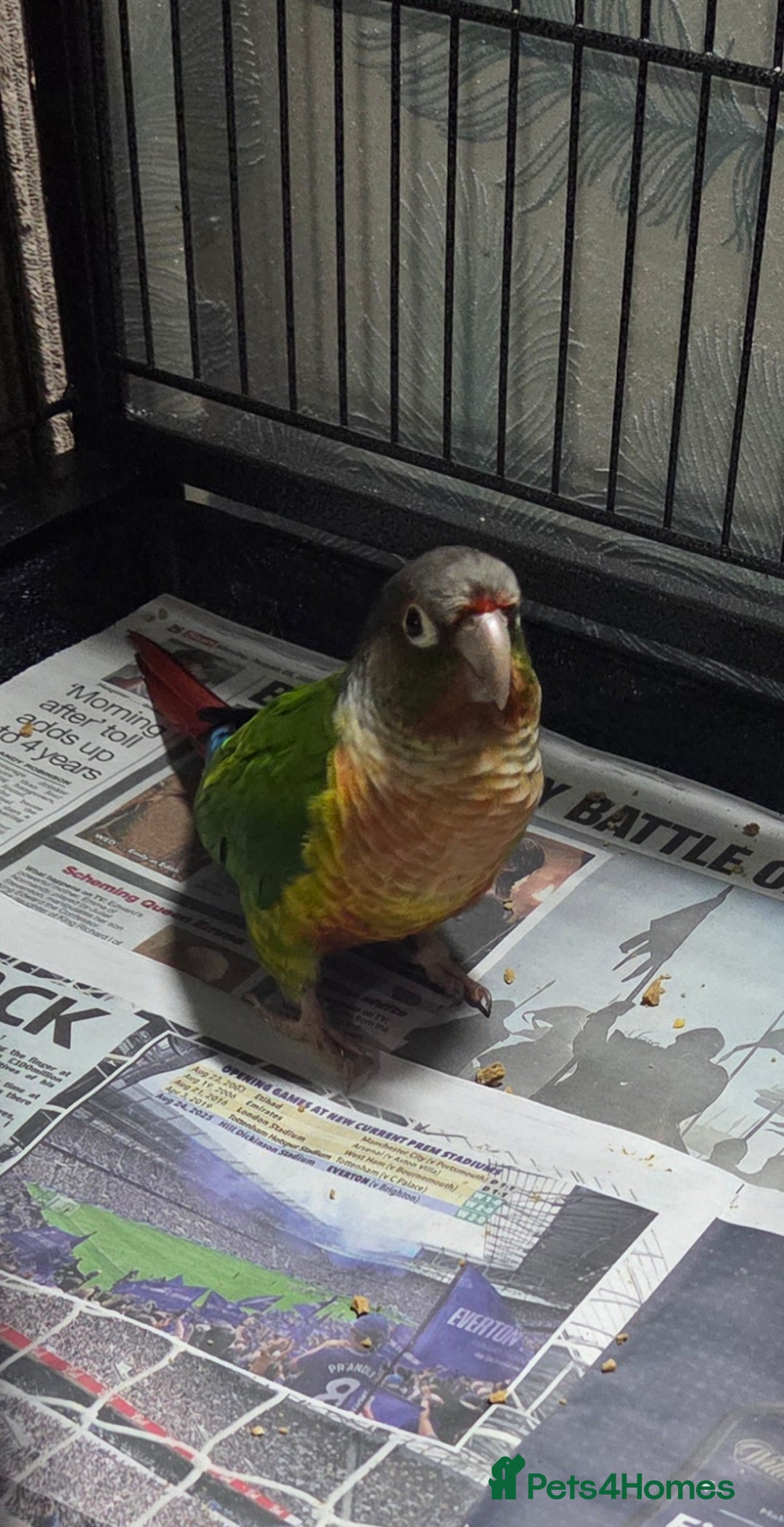 Conures birds for sale: Pineapple conure   - Advert 1