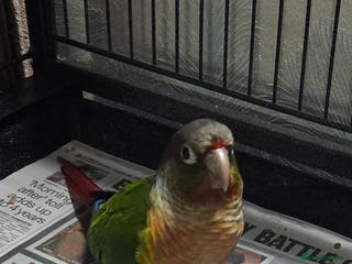Conures birds SOLD STC Pineapple conure - Advert 7