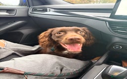 Cocker Spaniel dogs for sale: Chip the cocker spaniel - Image 1