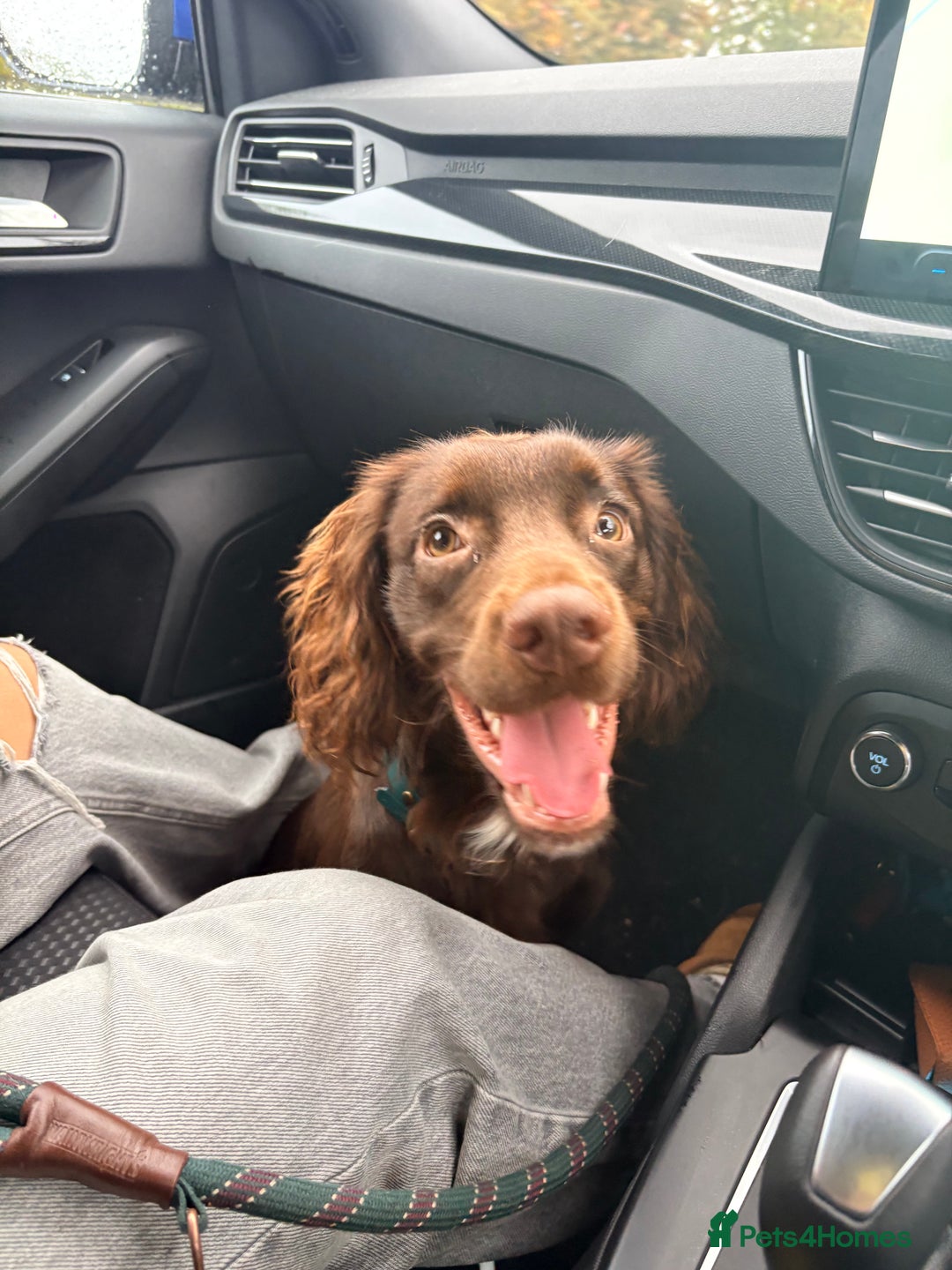 Cocker Spaniel dogs for sale: Chip the cocker spaniel - Image 1