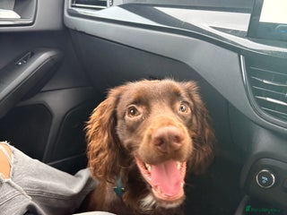 Cocker Spaniel dogs for sale - Advert 1