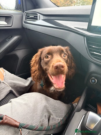 Cocker Spaniel dogs - Advert 1