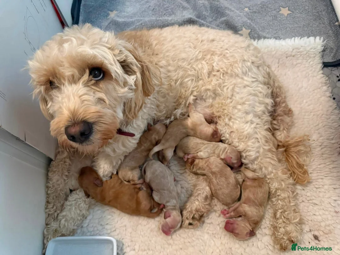 Labradoodle dogs for sale: 🐾 Labradoodle Puppies – Boys & Girls Available 🐾 - Advert 1