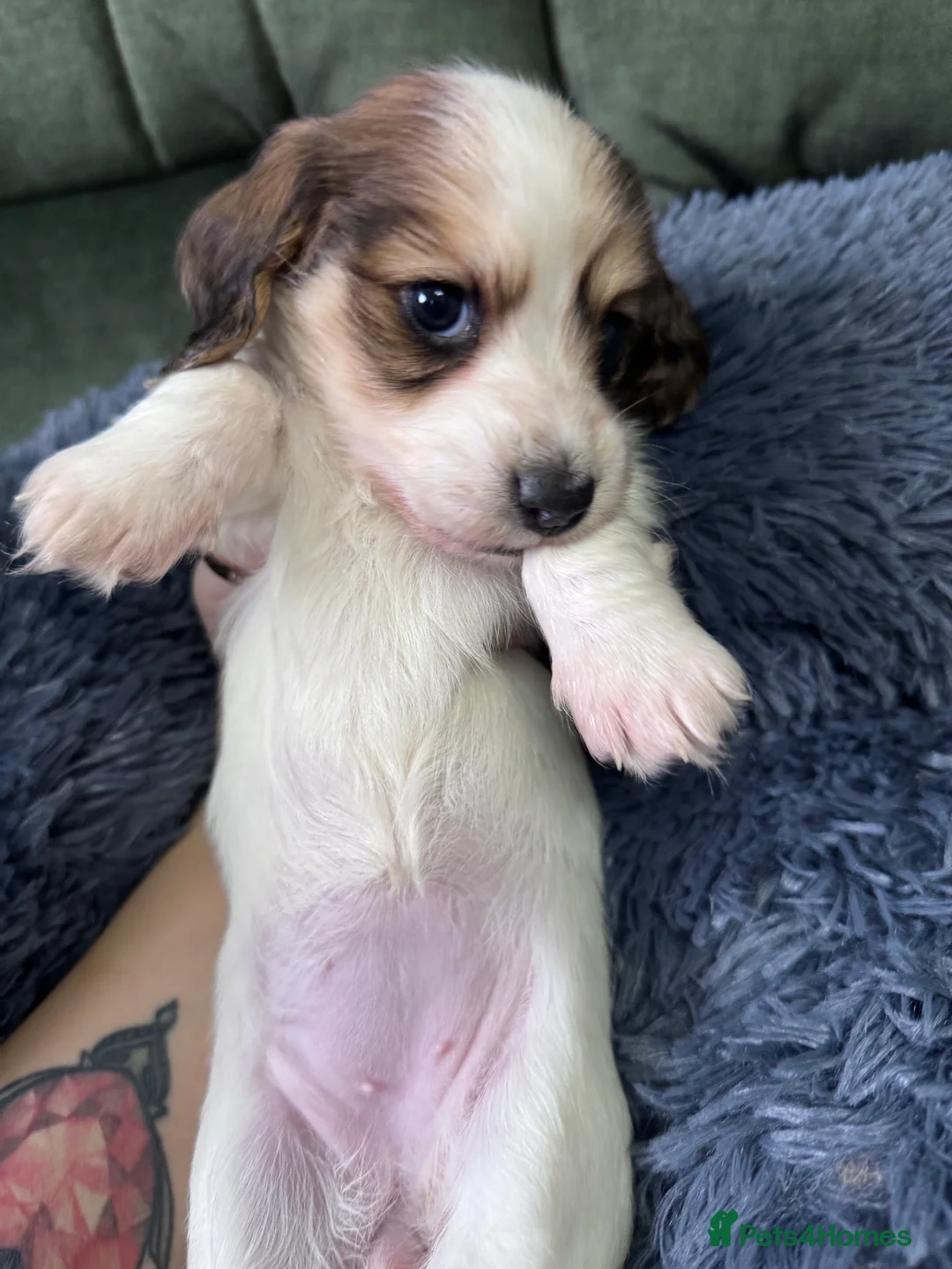 Miniature Dachshund dogs for sale: 2 piebald miniature long haired dachshund puppies  - Advert 15