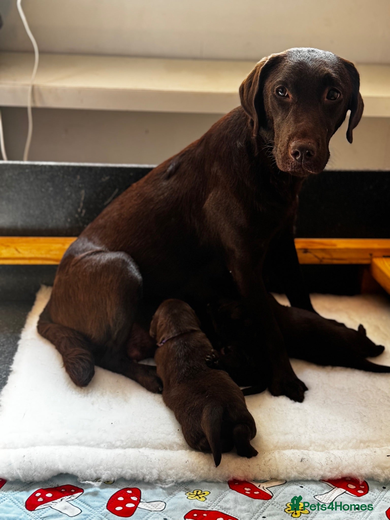 Labrador Retriever dogs Labrador puppies Kennel club health tested  - Advert 1