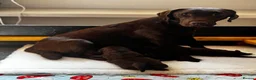Labrador Retriever dogs for sale: Labrador puppies Kennel club health tested  - Advert 1