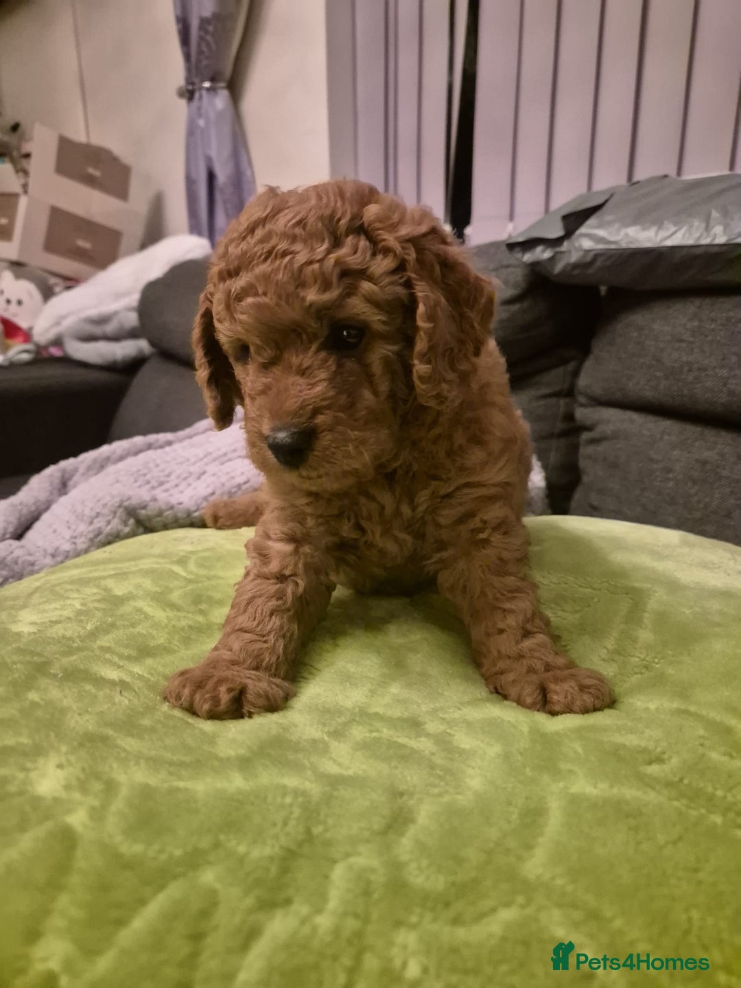 Poochon dogs for stud: Poochon stud. - Advert 7